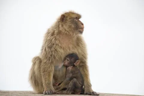 Barbary macaque Stock Photos