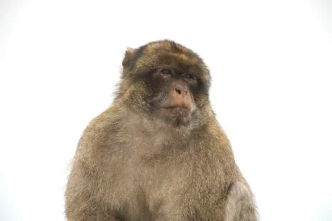 Barbary macaque Stock Photos