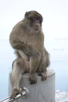 Barbary macaque Stock Photos