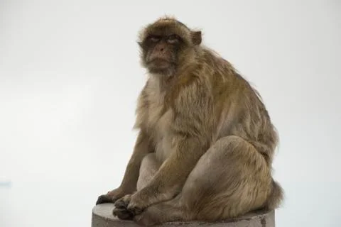 Barbary macaque Stock Photos