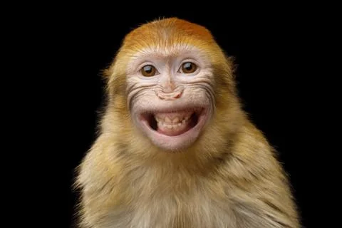 Barbary Macaque Stock Photos