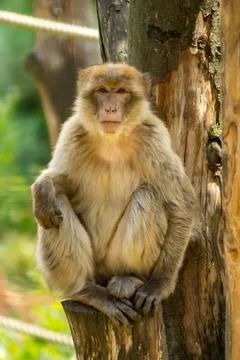 Barbary macaque Stock Photos