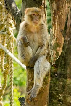 Barbary macaque Stock Photos