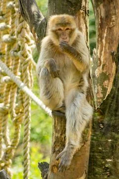 Barbary macaque Stock Photos
