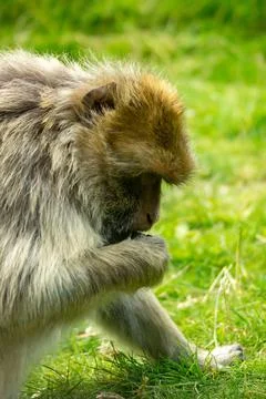 Barbary macaque Stock Photos