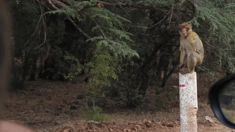 Barbary macaque on a post - Morocco Vídeo Stock 170555650