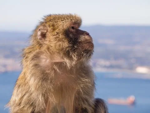 Barbary Macaque in Profile 스톡 사진