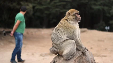 Barbary macaque on a rock- Morocco Vídeo Stock 170558745
