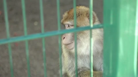 Barbary Macaque scratching himself in a zoo Video stock 68331825