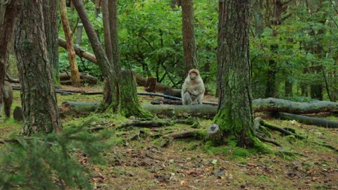 A Barbary macaque sits on a fallen tree in the middle of a lush green forest Vídeo Stock 310754839
