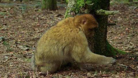 A Barbary macaque sits on a forest floor covered in dry leaves and twigs, eating Stock Footage 310754813