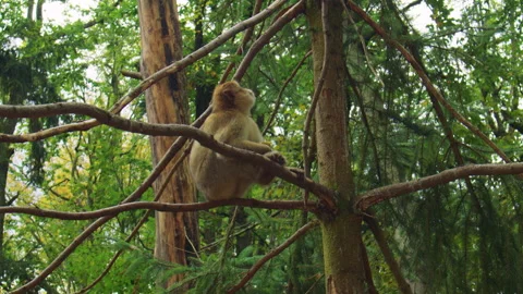 A Barbary macaque sits on a tree branch and eats an apple. Stock Footage 310755565
