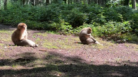 Barbary macaque sitting in a forest clearing in France. Monkeys are resting.. Stock Footage 339609609