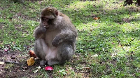 Barbary macaque sitting on grass eating fruit in France in ist natural habita Stock Footage 336617995