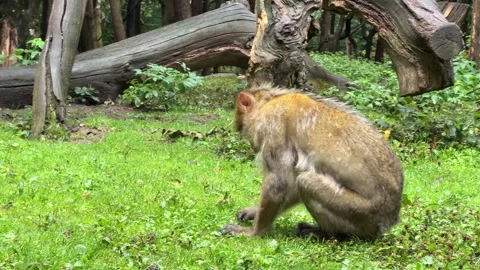 Barbary macaque sitting on grass in a forest in France, foraging for food. .. Stock Footage 336617322