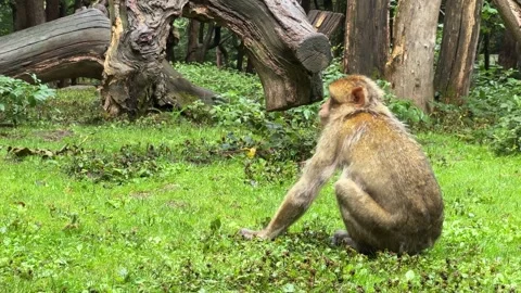 Barbary macaque sitting on grass in forest looking around and foraging for .. Stock Footage 343546260