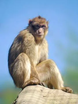 Barbary macaque sitting Stock Photos