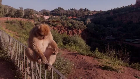 Barbary macaque sitting on railing with Ouzoud canyon village backdrop Morocco Stockbeeldmateriaal 334694686