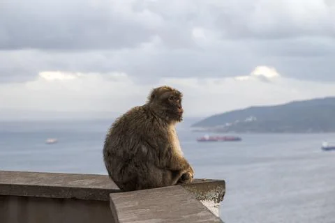 Barbary macaque sitting on a stone wall at the top of the Rock of Gibraltar Stock Photos