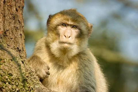 Barbary Macaque sitting in a tree at Monkey world zoo Stock Photos
