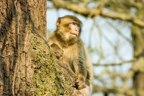 Barbary Macaque sitting in a tree at Monkey world zoo Stock Photos