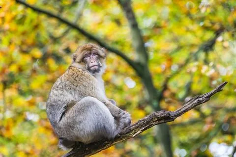 Barbary macaque sitting in a tree Stock Photos