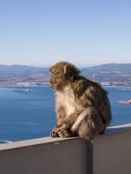 Barbary Macaque sitting on Wall Foto stock
