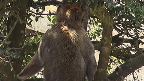 Barbary macaque in a tree in Gibraltar 動画素材 328640351