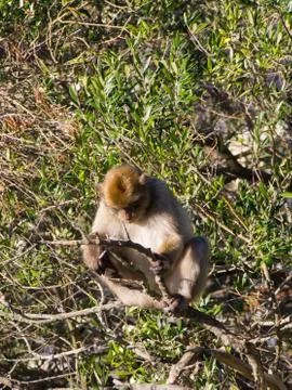 Barbary Macaque in Tree Foto stock