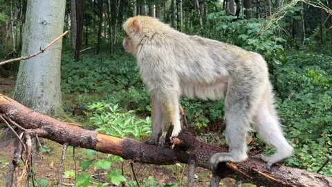 Barbary macaque walking on a fallen tree branch in a forest in France in is.. Stock Footage 336617698