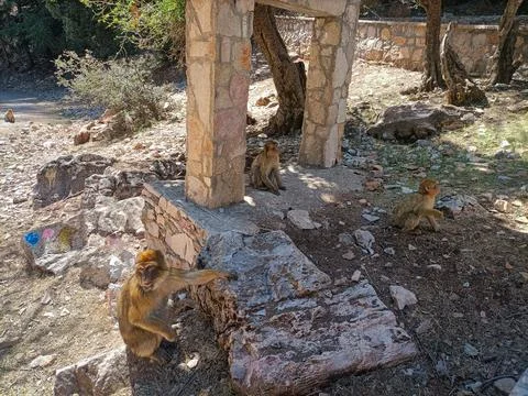 Barbary Macaques Exploring Ancient Ruins at Aguelmam Azegza, Khenifra, Morocc Stock Photos