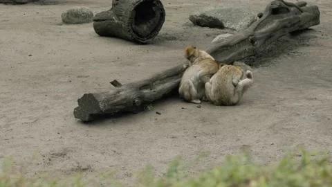 Barbary macaques go through each other's hair looking for parasites in it. Stock Footage 163367579