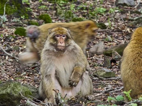 Barbary macaques, Macaca sylvanus, in the atlas mountains. Stock Photos