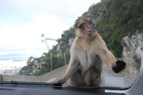 Barbary Macaques (Macaca sylvanus) in Gibraltar Stockfoto's