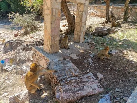 Barbary macaques monkeys exploring ruins in morocco Stock Photos