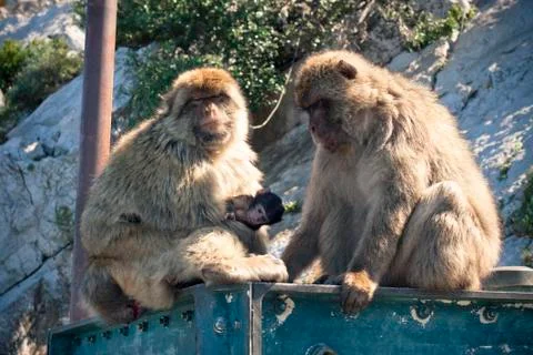 Barbary macaques Stock Photos