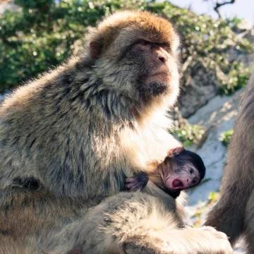 Barbary macaques Stock Photos