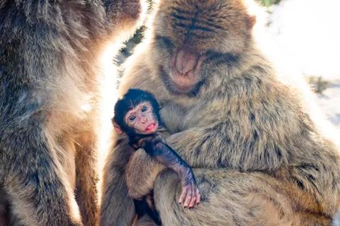 Barbary macaques Stock Photos