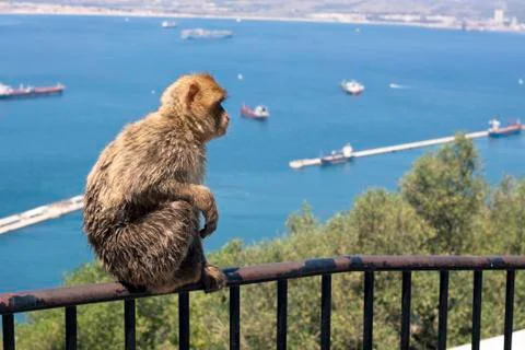 Barbary macaques Stock Photos