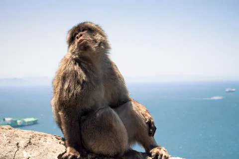Barbary macaques Stock Photos