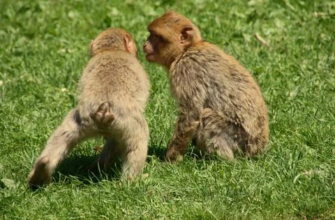 Barbary macaques Stock Photos