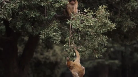 Barbary macaques playing on tree branches - Morocco Vídeo Stock 170555966