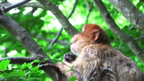 Barbary monkey eats salad on the tree Stock Footage 109703609