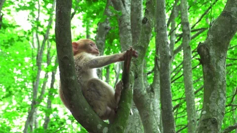 Barbary monkey eats salad on the tree Stock Footage 110281389