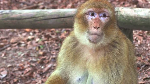Barbary monkey eats salad on the tree 库存影片 110289771