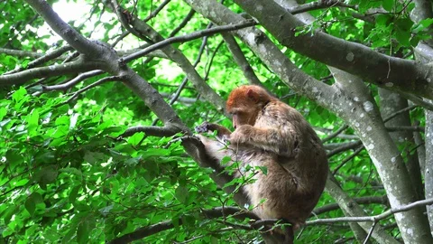 Barbary monkey eats salad on the tree Stock Footage 110849586