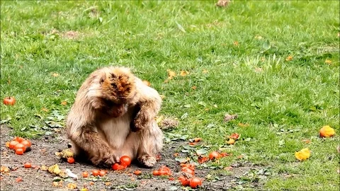 Barbary monkey eats tomatoes Stock Footage 107253640