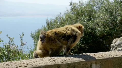 Barbary Monkey Resting in the Sun on Gibraltar Stock Footage 340305661