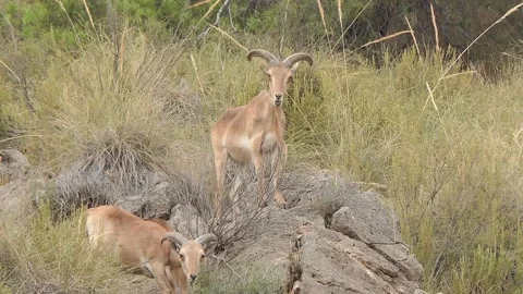 Barbary sheep 2 Video stock 171636808