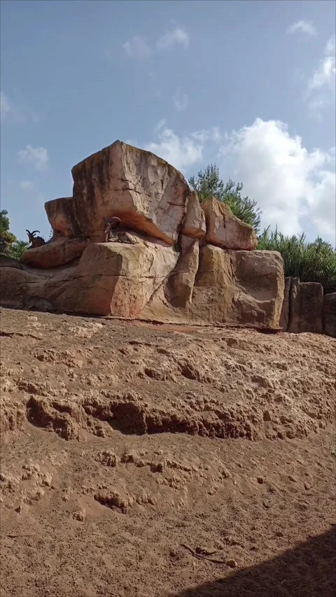 Barbary Sheep on Artificial Rock Mountain at Temara Zoo Morocco Stock Footage 343959552